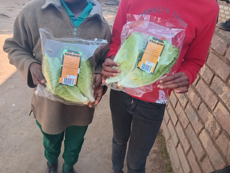 Two children holding up bags of cos lettuce labelled Ezulwini.