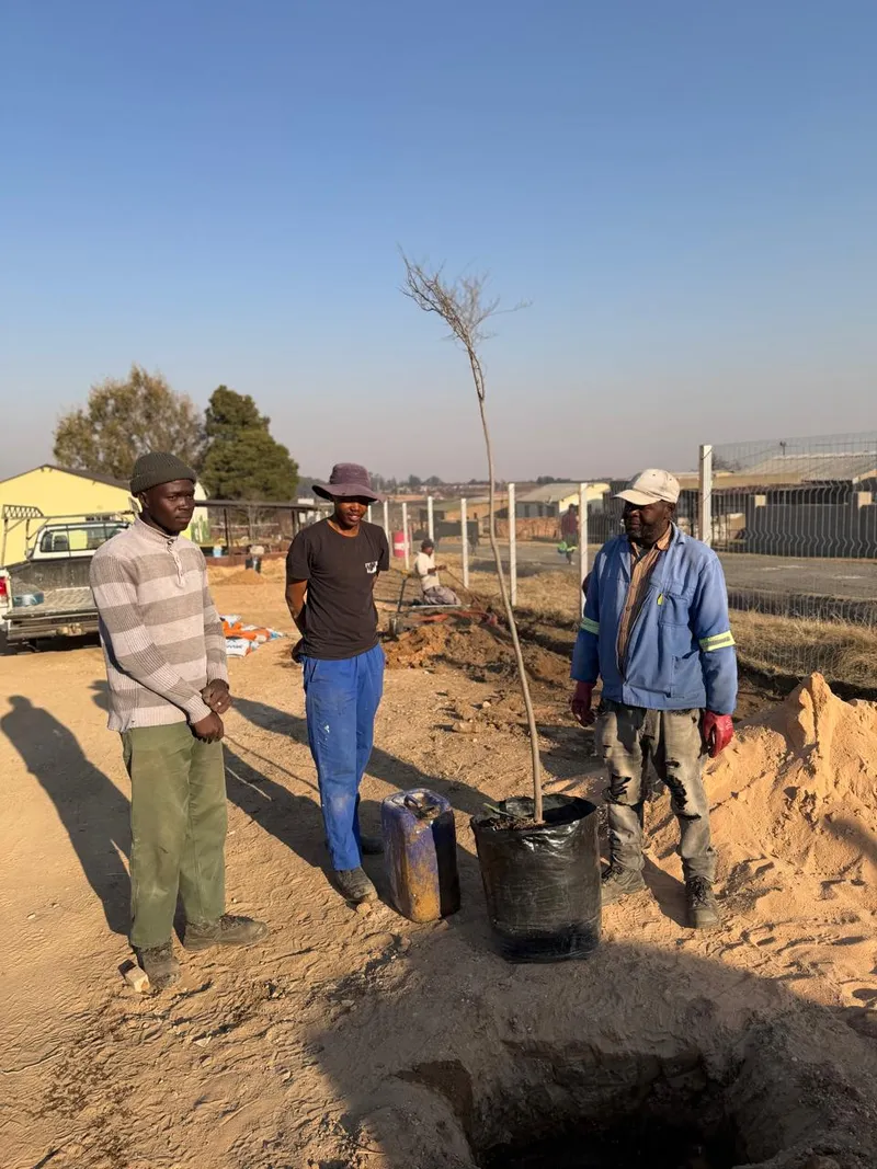 Three men standing beside a young tree in its bag, next to the hole dug for it on the new grounds.